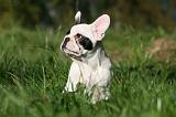 BOULEDOGUE FRANCAIS 1237